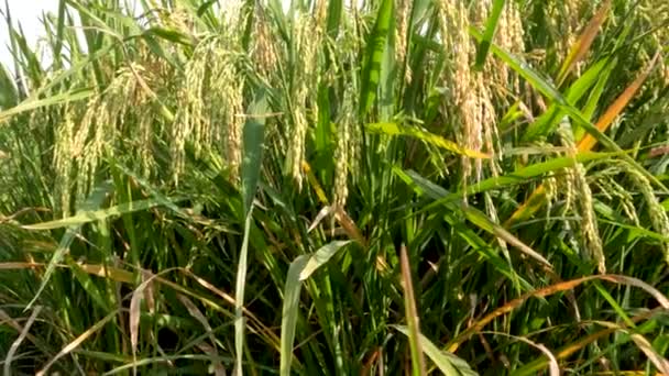Κοντινό Πλάνο Σπόρων Ρυζιού Ορυζώνες Που Είναι Αρκετά Παλιές Περιμένοντας — Αρχείο Βίντεο