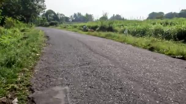 Scenery Small Path Passes Agricultural Area Has Fresh Air Warm — Stockvideo