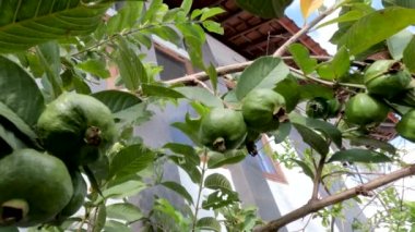 The ripe guava fruit of the crystalline species hangs on a small branch, a fruit tree in the tropics