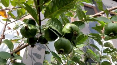 The ripe guava fruit of the crystalline species hangs on a small branch, a fruit tree in the tropics