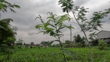 Albizia trees that are still small are planted in the fields, the wood is used for paper materials and the packaging industry