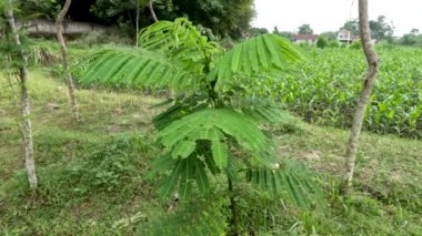 Albizia trees that are still small are planted in the fields, the wood is used for paper materials and the packaging industry