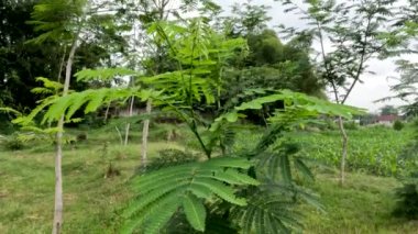 Albizia trees that are still small are planted in the fields, the wood is used for paper materials and the packaging industry