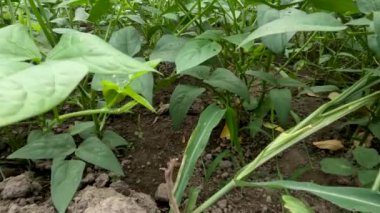 Long bean plant with fresh green leaves, can be used as a vegetable other than the fruit