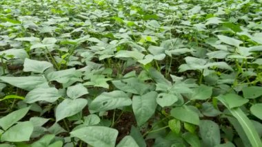 Long bean plant with fresh green leaves, can be used as a vegetable other than the fruit