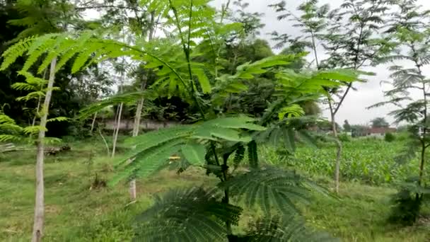 Albizia Trees Still Small Planted Fields Wood Used Paper Materials — Stok video