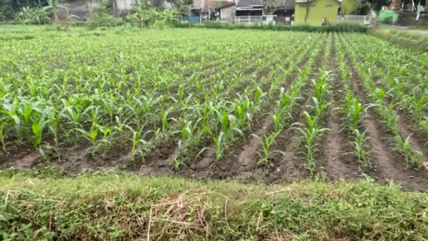 Young Corn Plant Its Infancy Fresh Green Leaves Planted Field — 비디오