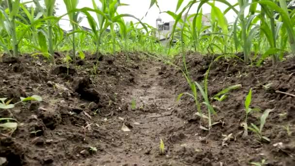 Young Corn Plant Its Infancy Fresh Green Leaves Planted Field — Stock video
