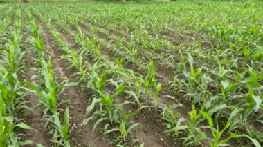 The young corn plant is in its infancy, fresh green leaves are planted in the field