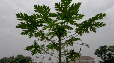 Papaya trees that have male flowers will not become fruit, flowers are harvested for vegetables and fresh vegetables, cultivation of food crops