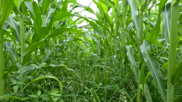 Young Corn Plants Infancy Soil Overgrown Nuisance Weeds Cultivation Food — Stok video