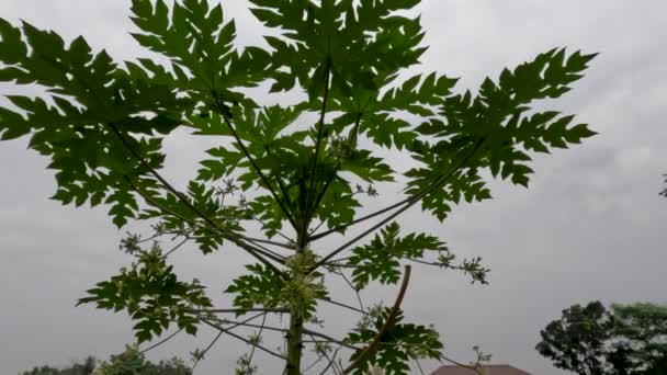 Papaya Trees Have Male Flowers Become Fruit Flowers Harvested Vegetables — Stockvideo