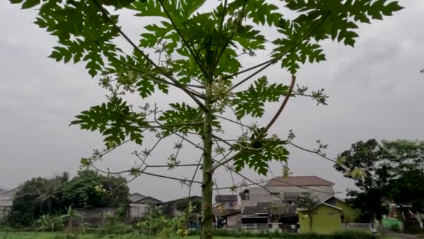 Papaya Trees Have Male Flowers Become Fruit Flowers Harvested Vegetables — Stockvideo