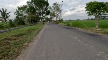 The view of the rural road that divides the rice fields, left and right is productive and green agricultural land with fresh air