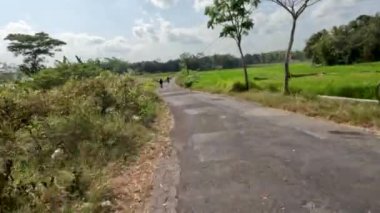 The view of the small road that divides the rice fields in the beautiful countryside, right and left of the road is a productive agricultural area