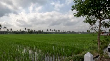 The view of the expanse of rice fields being overgrown by young rice plants, fresh green rice leaves with a clear sky background