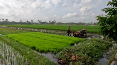 The view of the expanse of rice fields being overgrown by young rice plants, fresh green rice leaves with a clear sky background