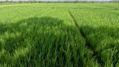 The view of the expanse of rice fields being overgrown by young rice plants, fresh green rice leaves with a clear sky background