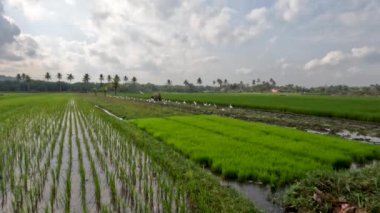 The view of the expanse of rice fields being overgrown by young rice plants, fresh green rice leaves with a clear sky background