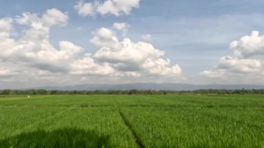 The view of the expanse of rice fields being overgrown by young rice plants, fresh green rice leaves with a clear sky background