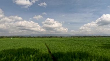 The view of the expanse of rice fields being overgrown by young rice plants, fresh green rice leaves with a clear sky background