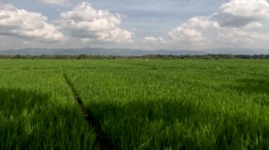 The view of the expanse of rice fields being overgrown by young rice plants, fresh green rice leaves with a clear sky background