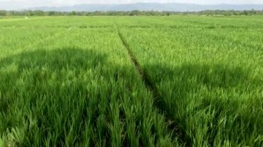The view of the expanse of rice fields being overgrown by young rice plants, fresh green rice leaves with a clear sky background
