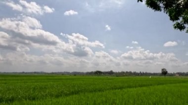 The view of the expanse of rice fields being overgrown by young rice plants, fresh green rice leaves with a clear sky background