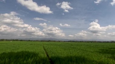 Time Lapse view of the expanse of rice fields being overgrown by young rice plants, fresh green rice leaves with a clear sky background