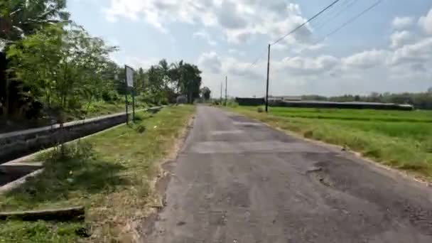 View Small Road Divides Rice Fields Beautiful Countryside Right Left — Stockvideo