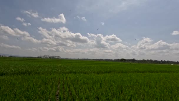 Time Lapse View Expanse Rice Fields Being Overgrown Young Rice — Vídeo de Stock