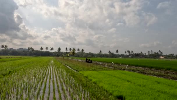 View Expanse Rice Fields Being Overgrown Young Rice Plants Fresh — Vídeo de Stock