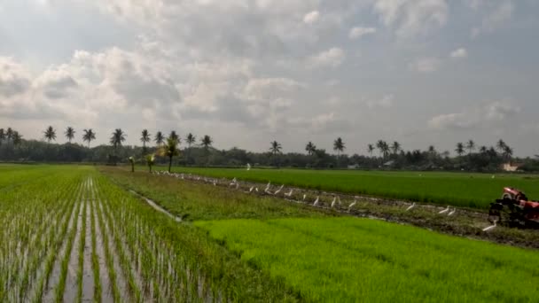 View Expanse Rice Fields Being Overgrown Young Rice Plants Fresh — Vídeo de Stock