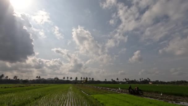 Time Lapse View Expanse Rice Fields Being Overgrown Young Rice — Vídeo de stock