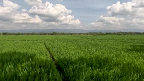 View Expanse Rice Fields Being Overgrown Young Rice Plants Fresh — Stok Video