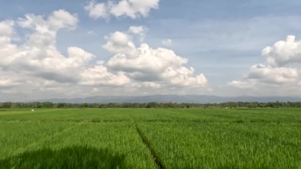 Вид Простір Рисових Полів Вирощених Молодими Рисовими Рослинами Свіже Зелене — стокове відео