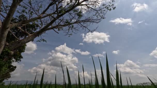 Time Lapse View Expanse Rice Fields Being Overgrown Young Rice — Vídeo de Stock