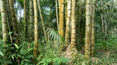 The plant family Dendrocalamus asper also known as giant bamboo, or dragon bamboo (in China), is a giant tropical, growing wild on forest edges, dense-clumping species native to Southeast Asia