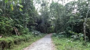 A small road leading to a forest on the slopes of Mount Merapi, Sleman Yogyakarta, wild plants are included in the protected nature reserve ecosystem