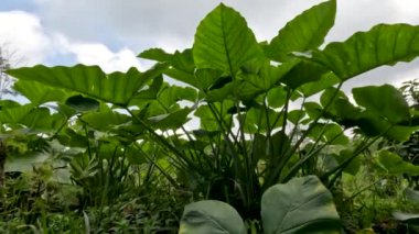 Closed up Colocasia esculenta species of green stalk is a tropical plant grown primarily for its edible corms, a root vegetable most commonly known as taro