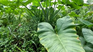 Closed up Colocasia esculenta species of green stalk is a tropical plant grown primarily for its edible corms, a root vegetable most commonly known as taro