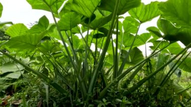 Closed up Colocasia esculenta species of green stalk is a tropical plant grown primarily for its edible corms, a root vegetable most commonly known as taro