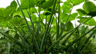 Closed up Colocasia esculenta species of green stalk is a tropical plant grown primarily for its edible corms, a root vegetable most commonly known as taro