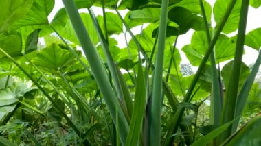 Closed up Colocasia esculenta species of green stalk is a tropical plant grown primarily for its edible corms, a root vegetable most commonly known as taro