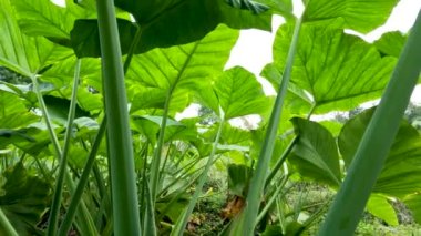 Closed up Colocasia esculenta species of green stalk is a tropical plant grown primarily for its edible corms, a root vegetable most commonly known as taro