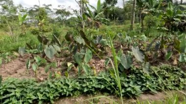 Cultivation Colocasia esculenta species of purple stalk is a tropical plant grown primarily for its edible corms, a root vegetable most commonly known as taro