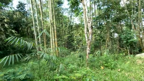 Plant Family Dendrocalamus Asper Also Known Giant Bamboo Dragon Bamboo — Stockvideo