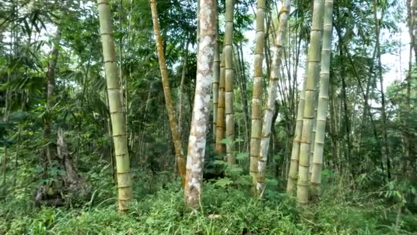 Plant Family Dendrocalamus Asper Also Known Giant Bamboo Dragon Bamboo — Stock video