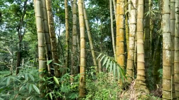 Plant Family Dendrocalamus Asper Also Known Giant Bamboo Dragon Bamboo — Stockvideo