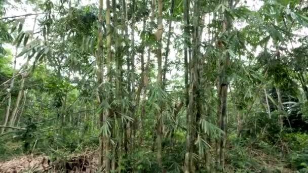 Bamboo Rope Bamboo Apus Gigantochloa Apus Grows Wild Edge Forest — Stock video